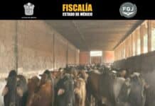 Entrega FGJEM a Gobierno estatal ganado asegurado en Otumba por abigeato