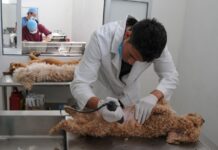 Campaña de esterilización gratuita 2 y 3 de septiembre en Nezahualcóyotl