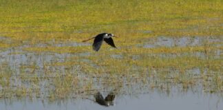 Nombran a Ecatepec «Ciudad de las Aves» por su alta biodiversidad