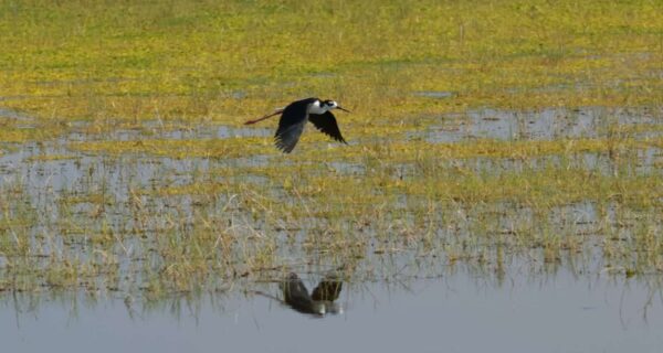 Nombran a Ecatepec «Ciudad de las Aves» por su alta biodiversidad